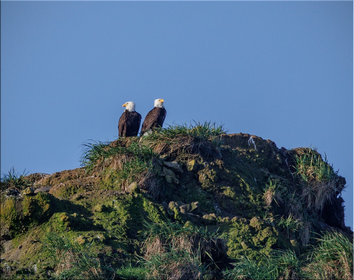 Bald Eagle - ML633879071