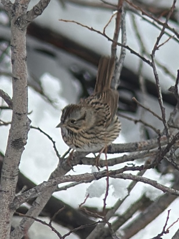 Lincoln's Sparrow - ML633879082