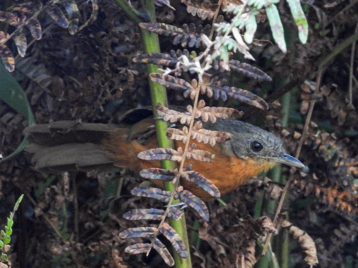 Parker's Antbird - ML633879087