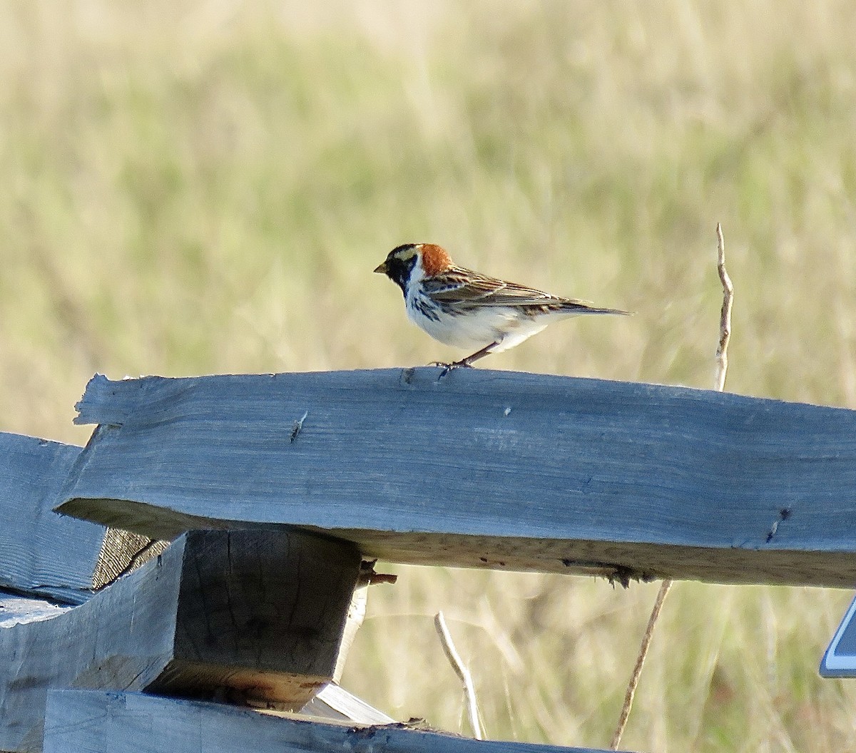 Lapland Longspur - ML633879123
