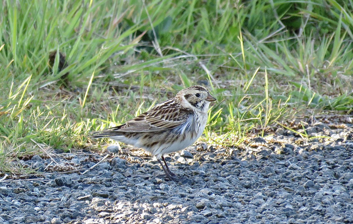 Lapland Longspur - ML633879124