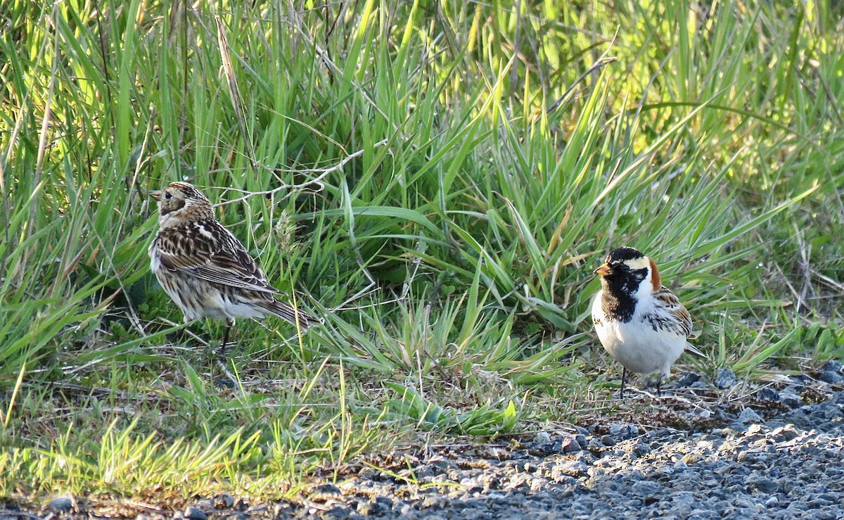 Lapland Longspur - ML633879125