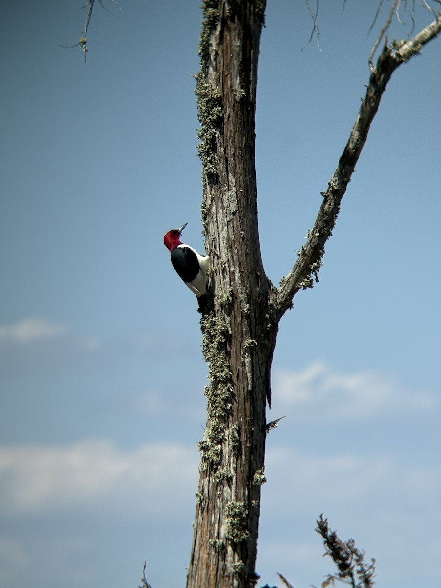 Red-headed Woodpecker - ML633879128