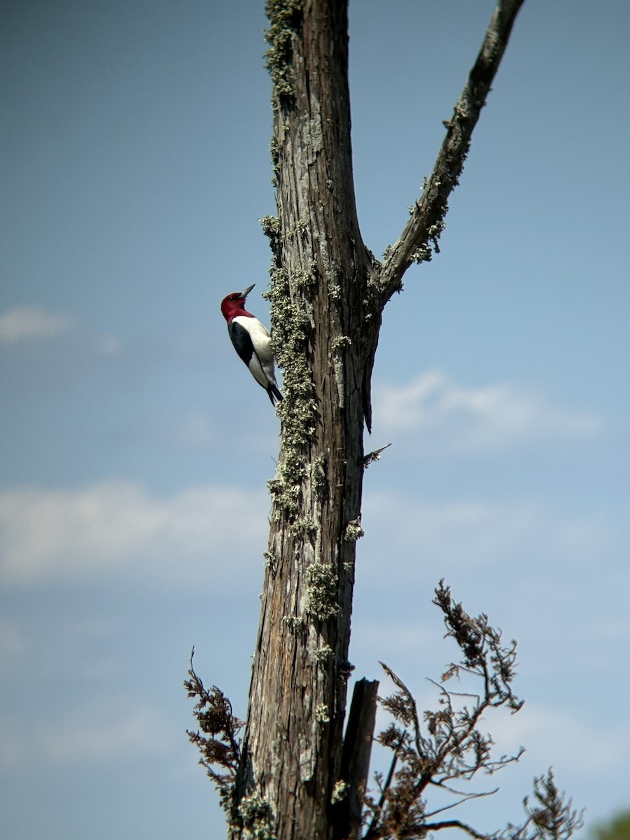Red-headed Woodpecker - ML633879129
