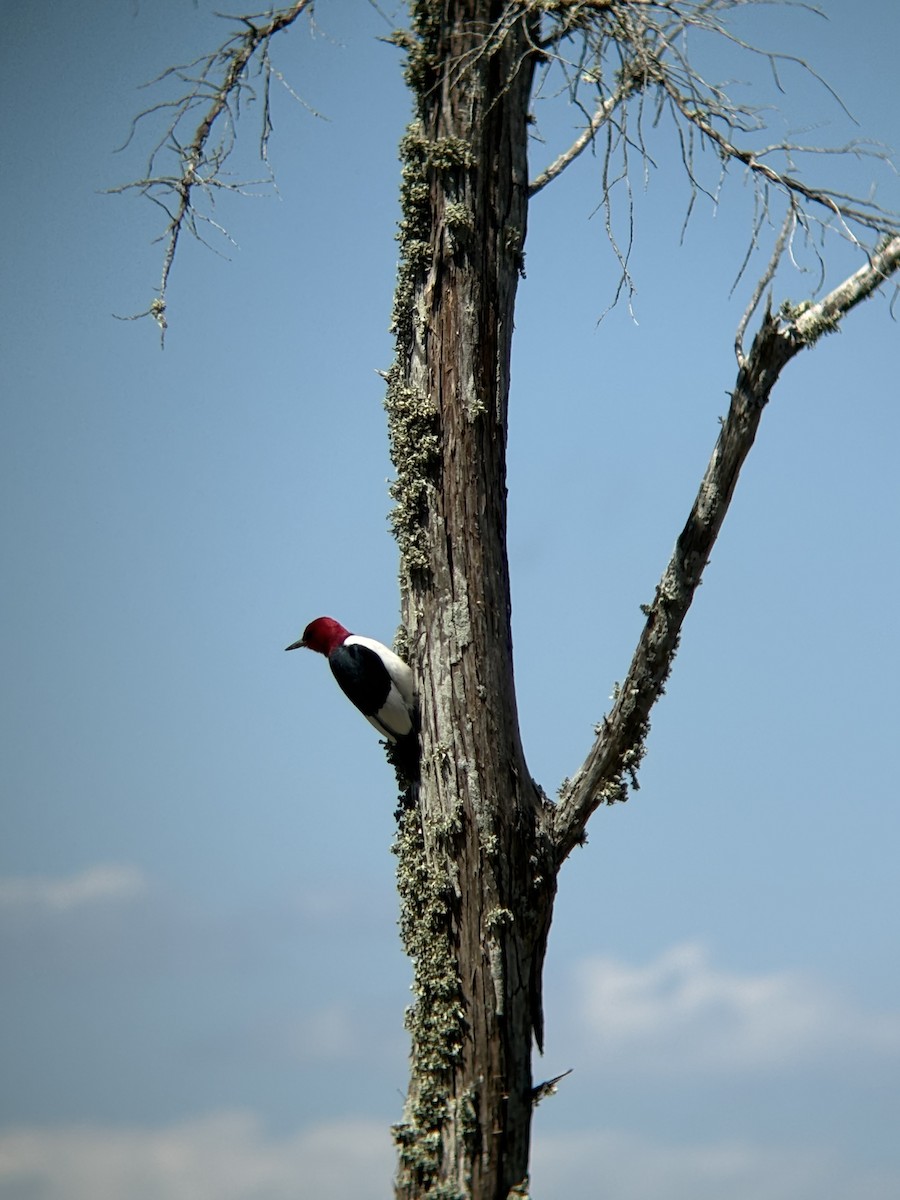 Red-headed Woodpecker - ML633879130