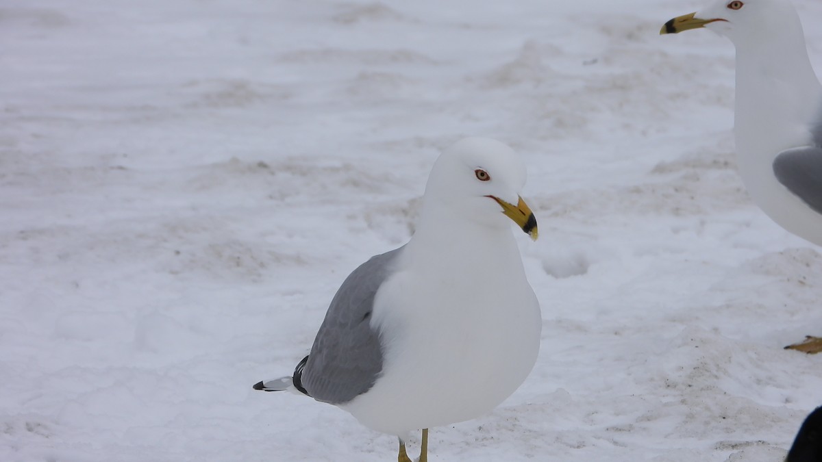 Ring-billed Gull - ML633879301