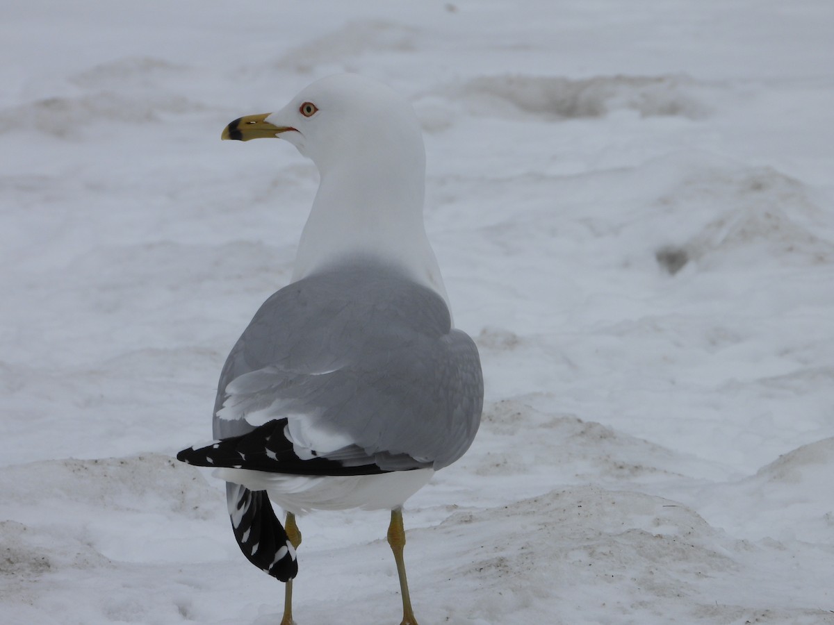 Ring-billed Gull - ML633879303