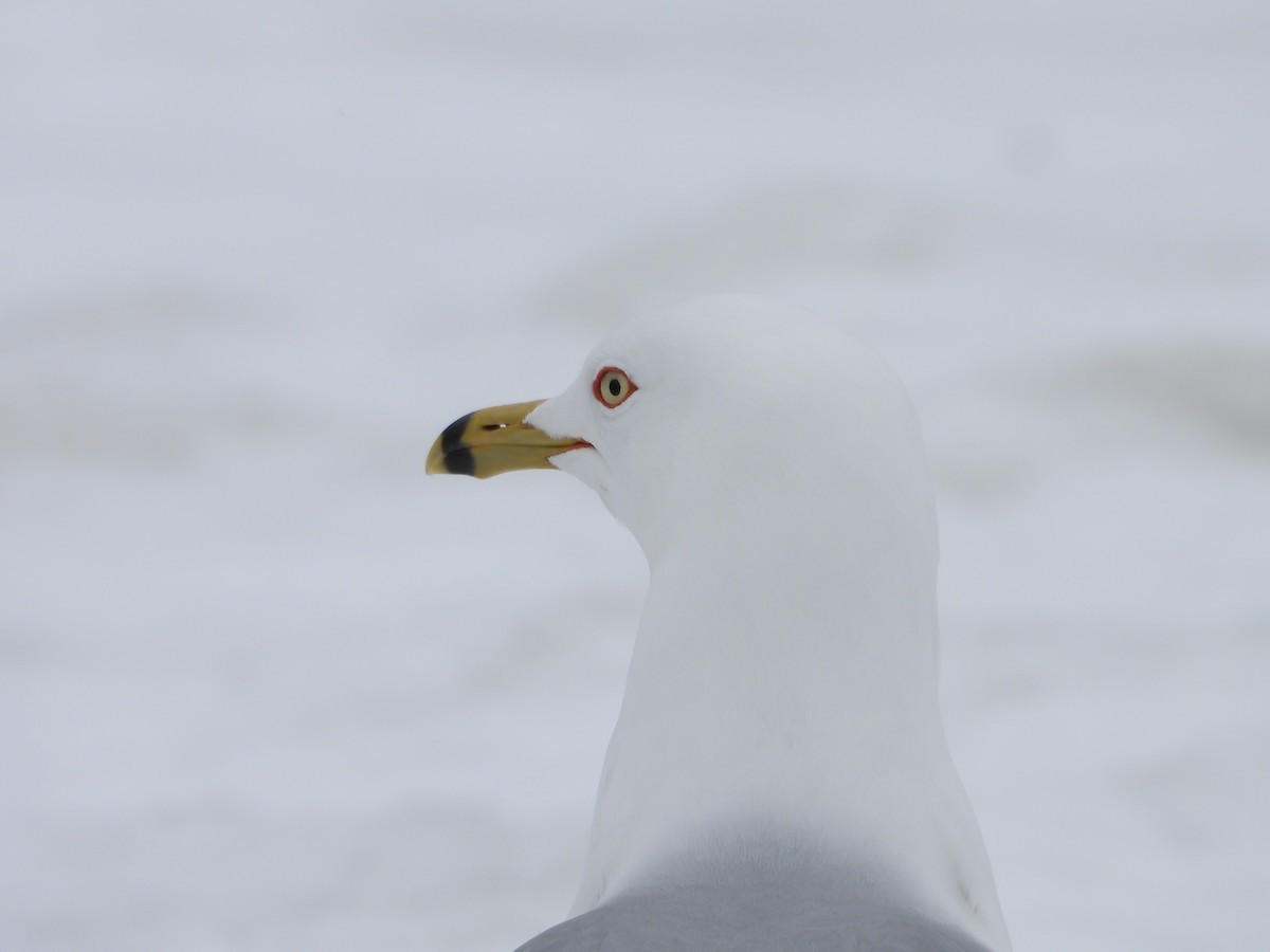 Ring-billed Gull - ML633879304