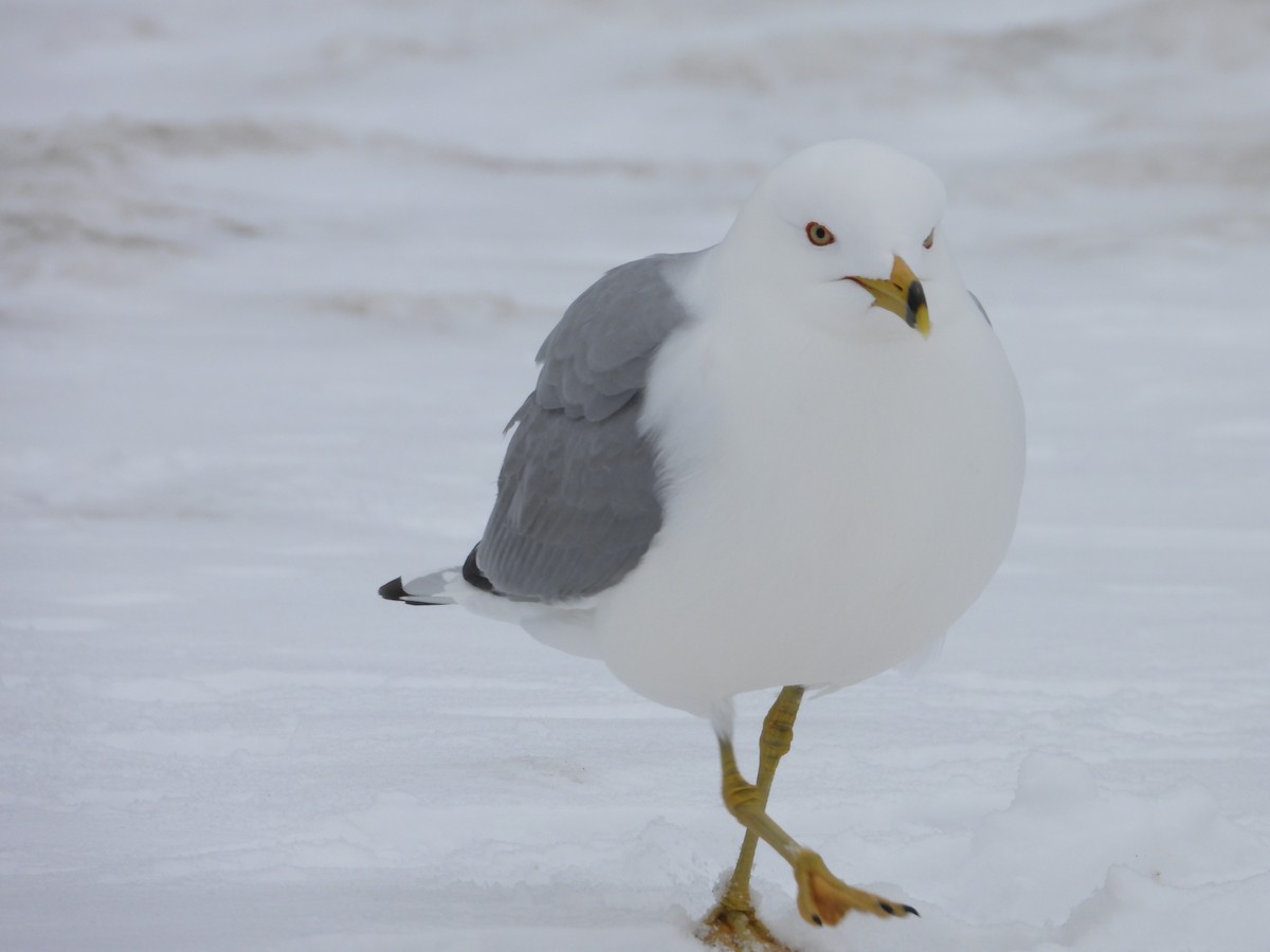 Ring-billed Gull - ML633879305