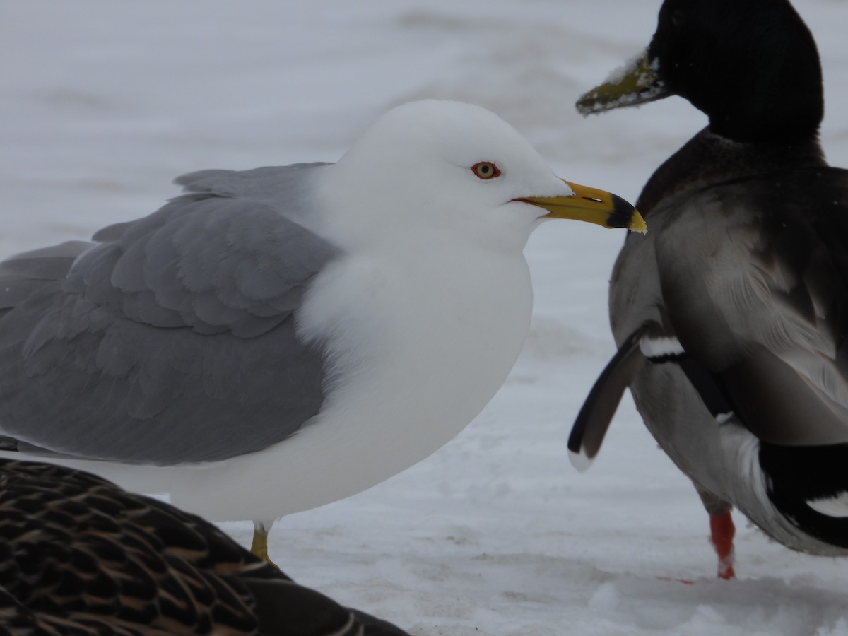Ring-billed Gull - ML633879306