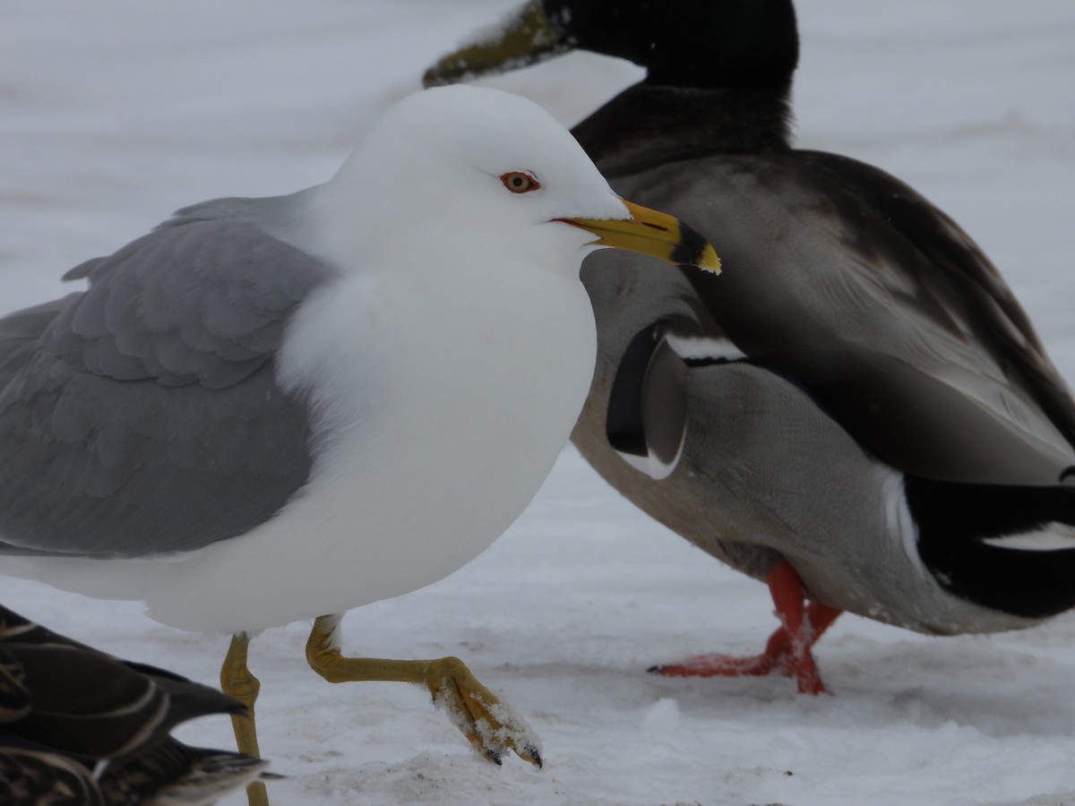 Ring-billed Gull - ML633879307