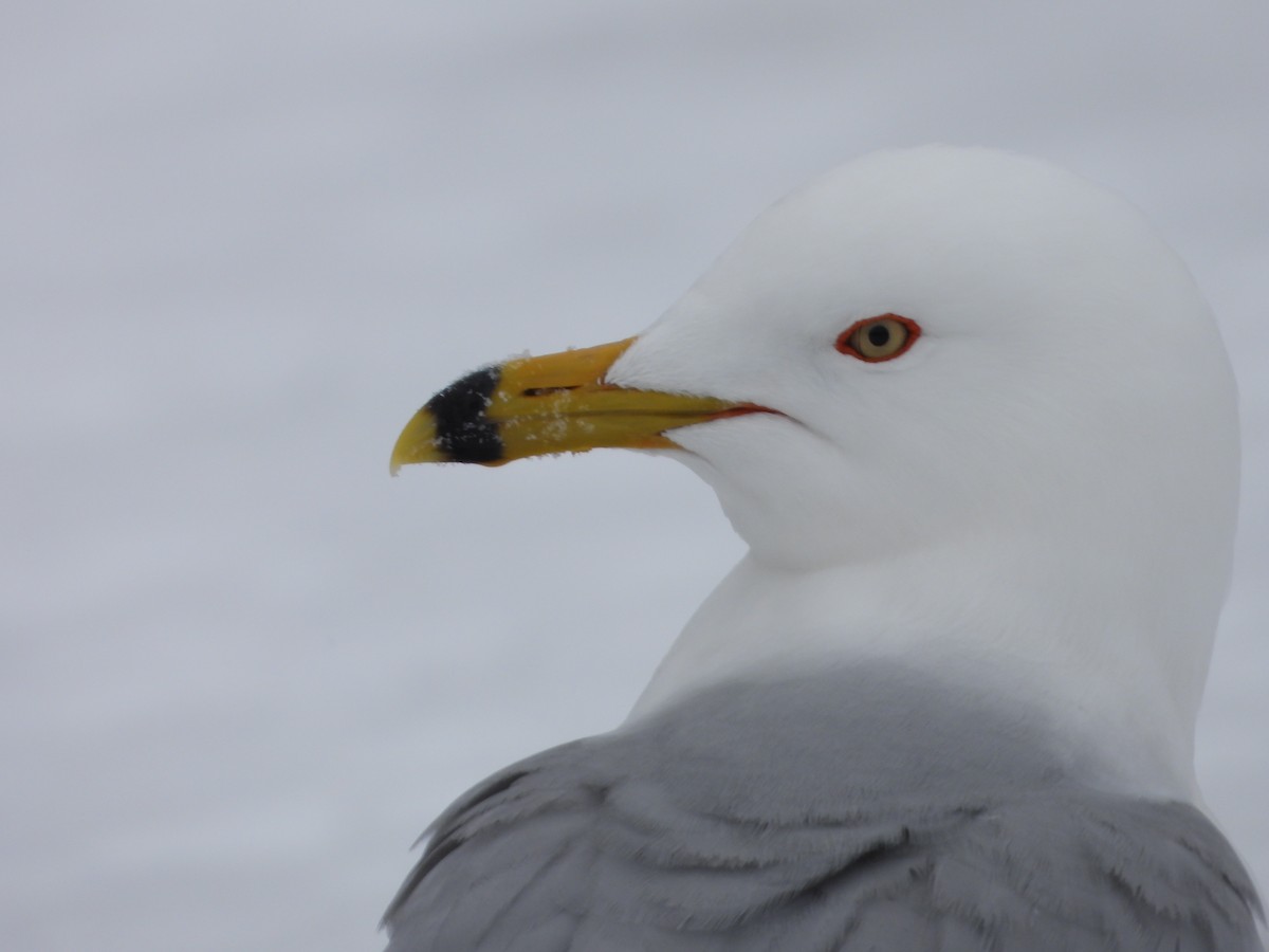 Ring-billed Gull - ML633879308
