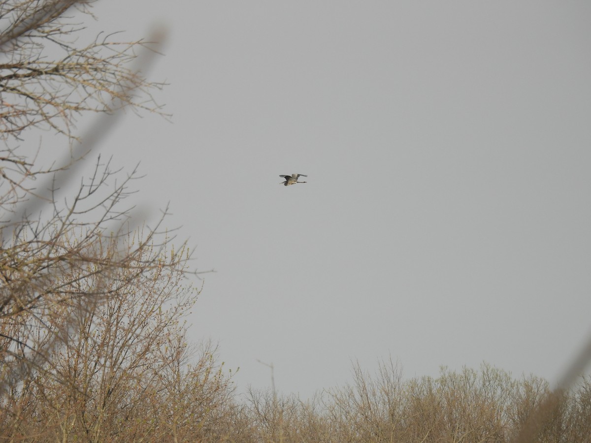 Great Blue Heron - ML633879427