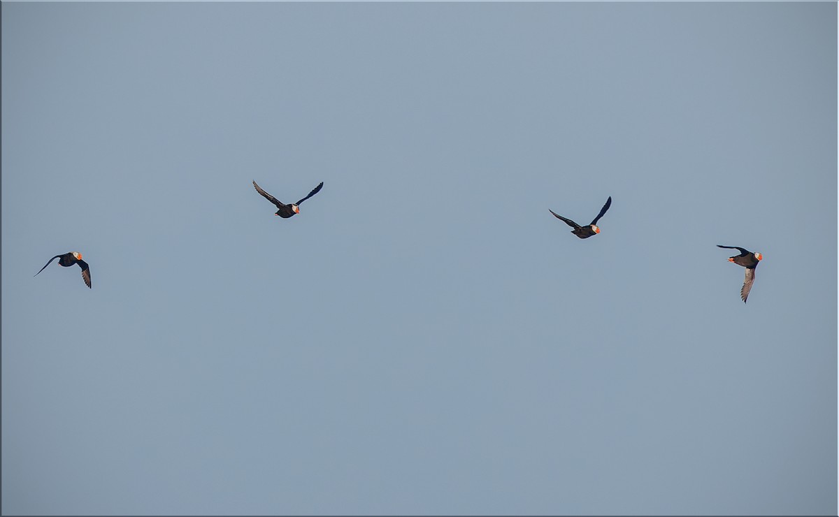 Tufted Puffin - ML633879430