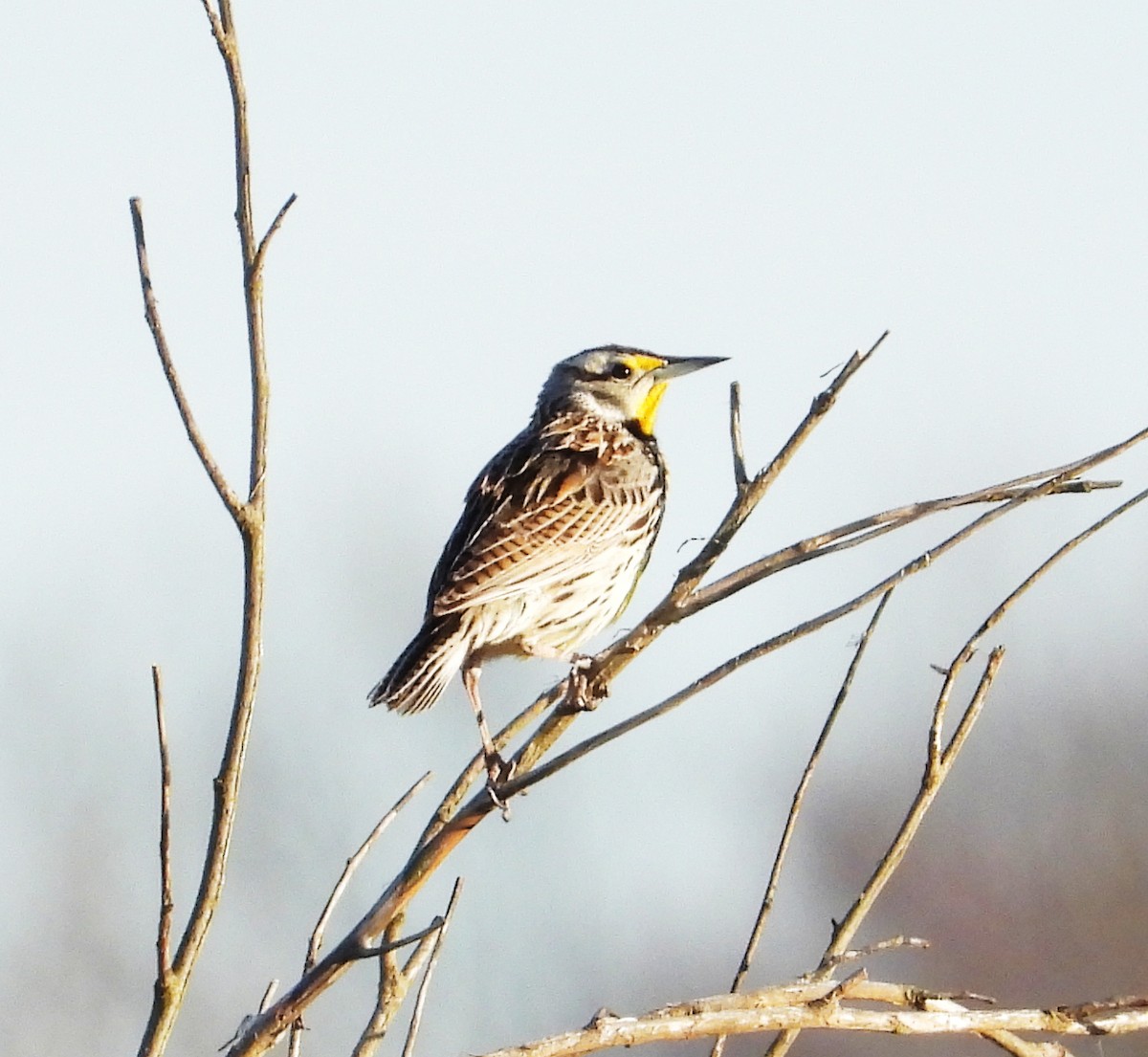 Eastern Meadowlark - ML633879444