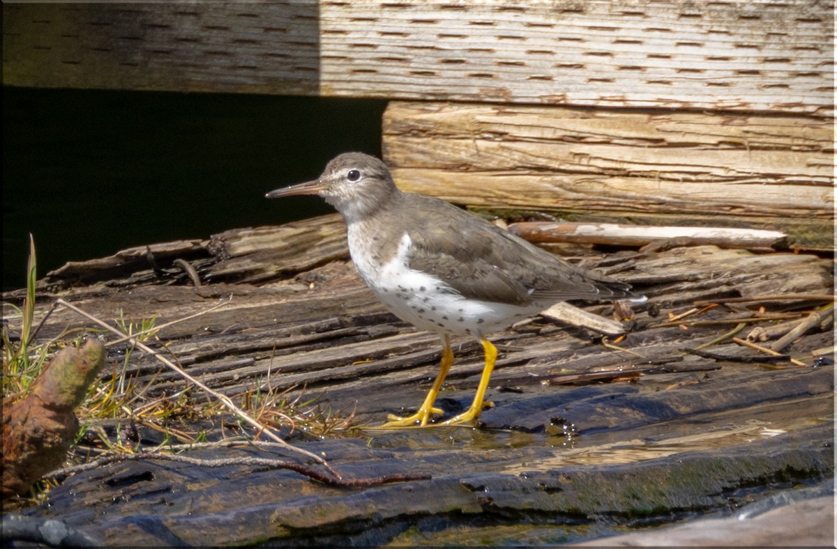 Spotted Sandpiper - ML633879447