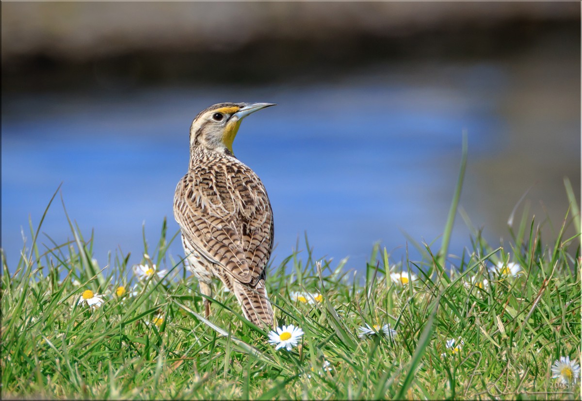 Western Meadowlark - ML633879454