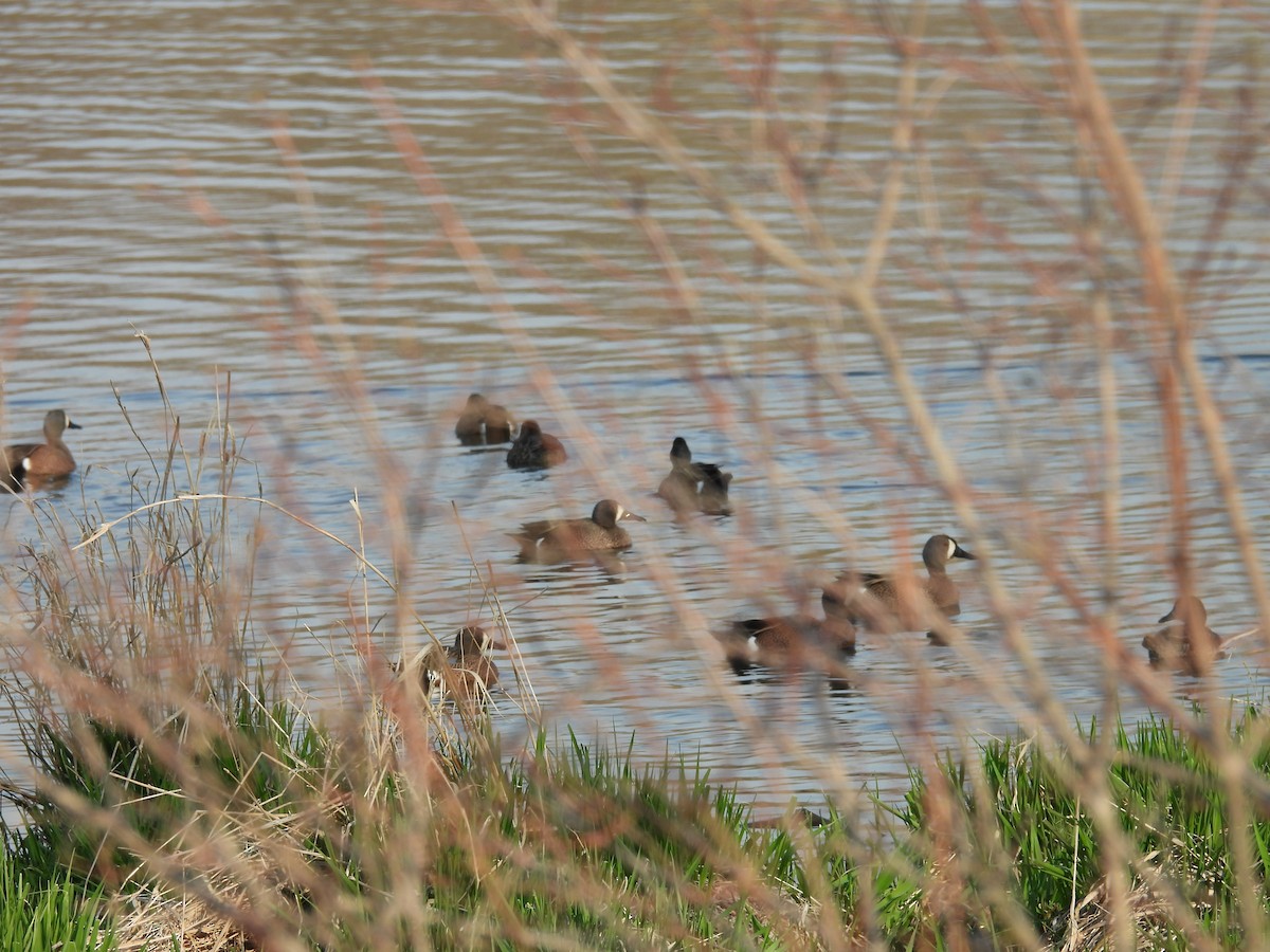 Blue-winged Teal - ML633879457