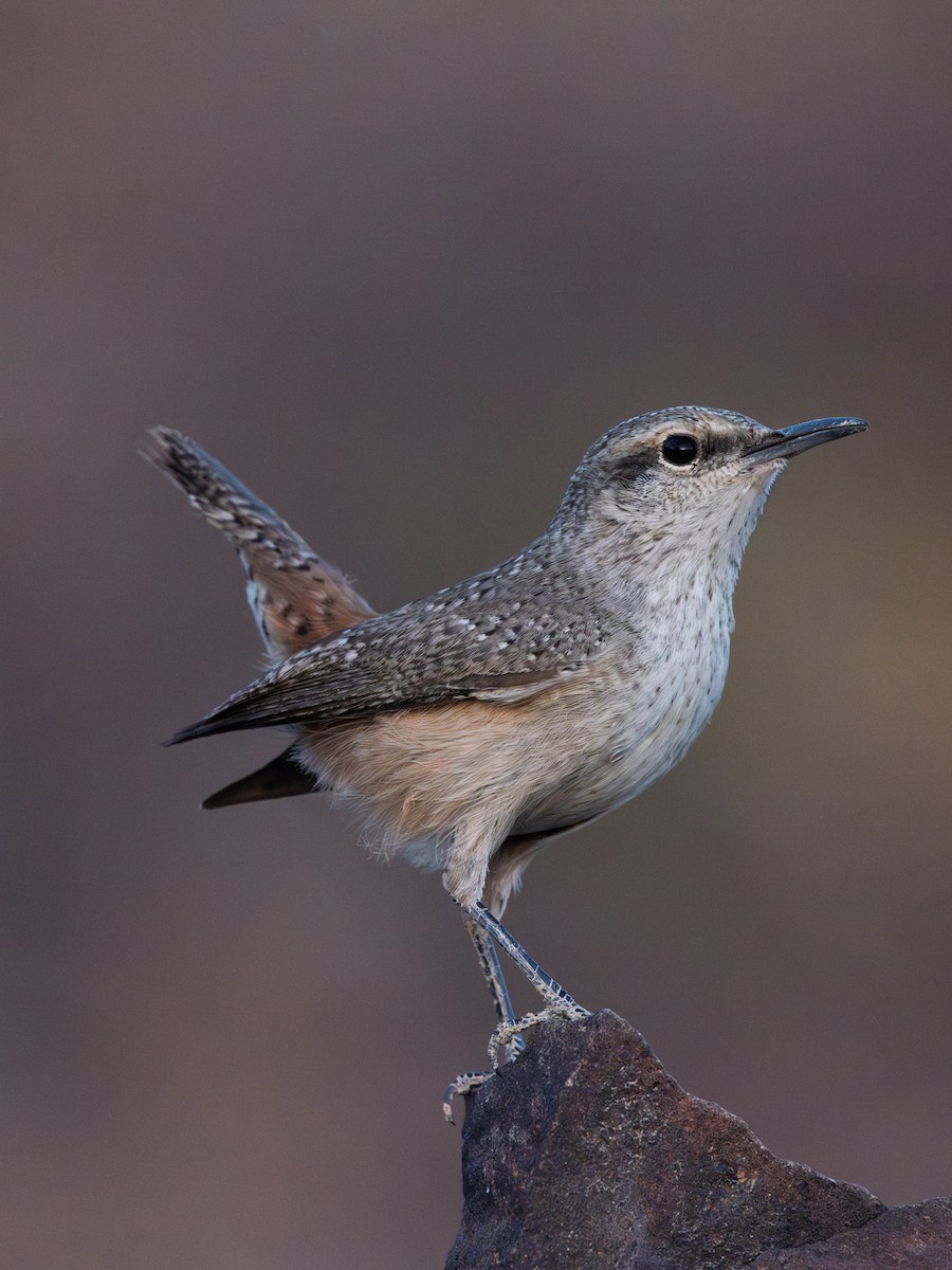 Rock Wren - Liam Wolff