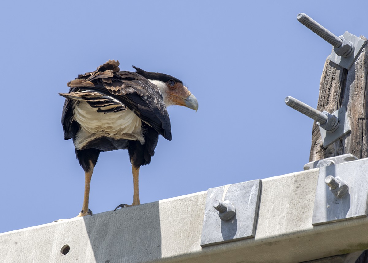 Crested Caracara - ML633879632