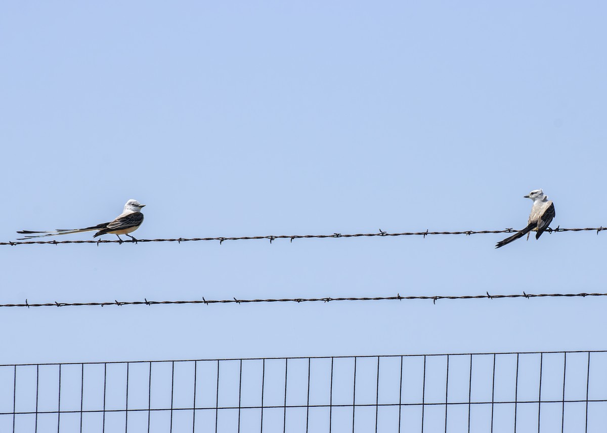 Scissor-tailed Flycatcher - ML633879642
