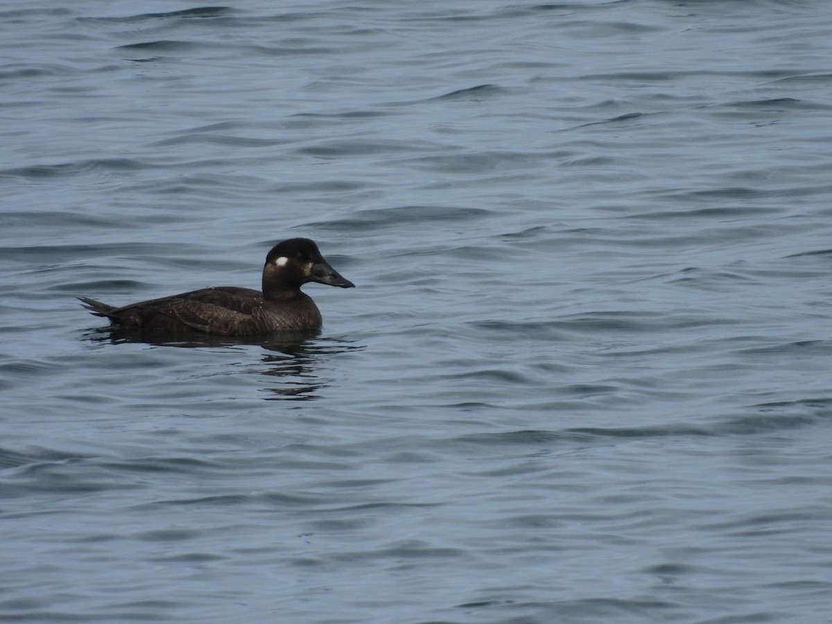 Surf Scoter - ML633879659