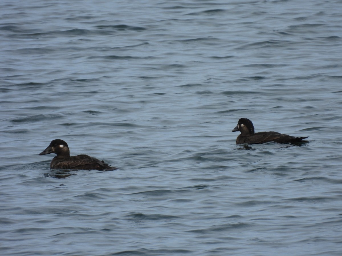 Surf Scoter - ML633879660