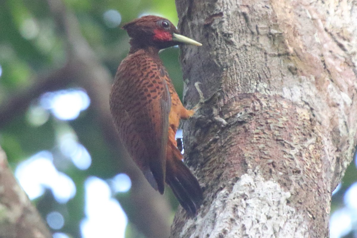 Waved Woodpecker (Scale-breasted) - ML633879843