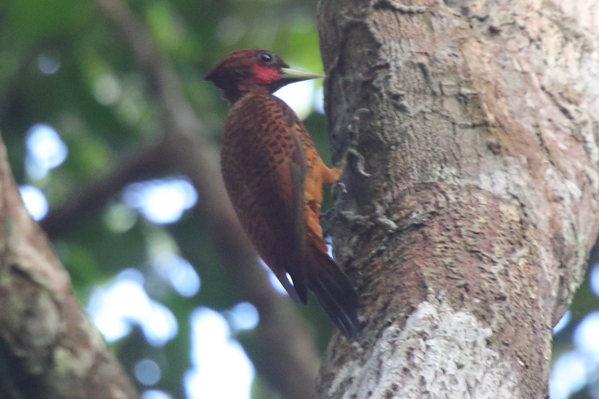 Waved Woodpecker (Scale-breasted) - ML633879844