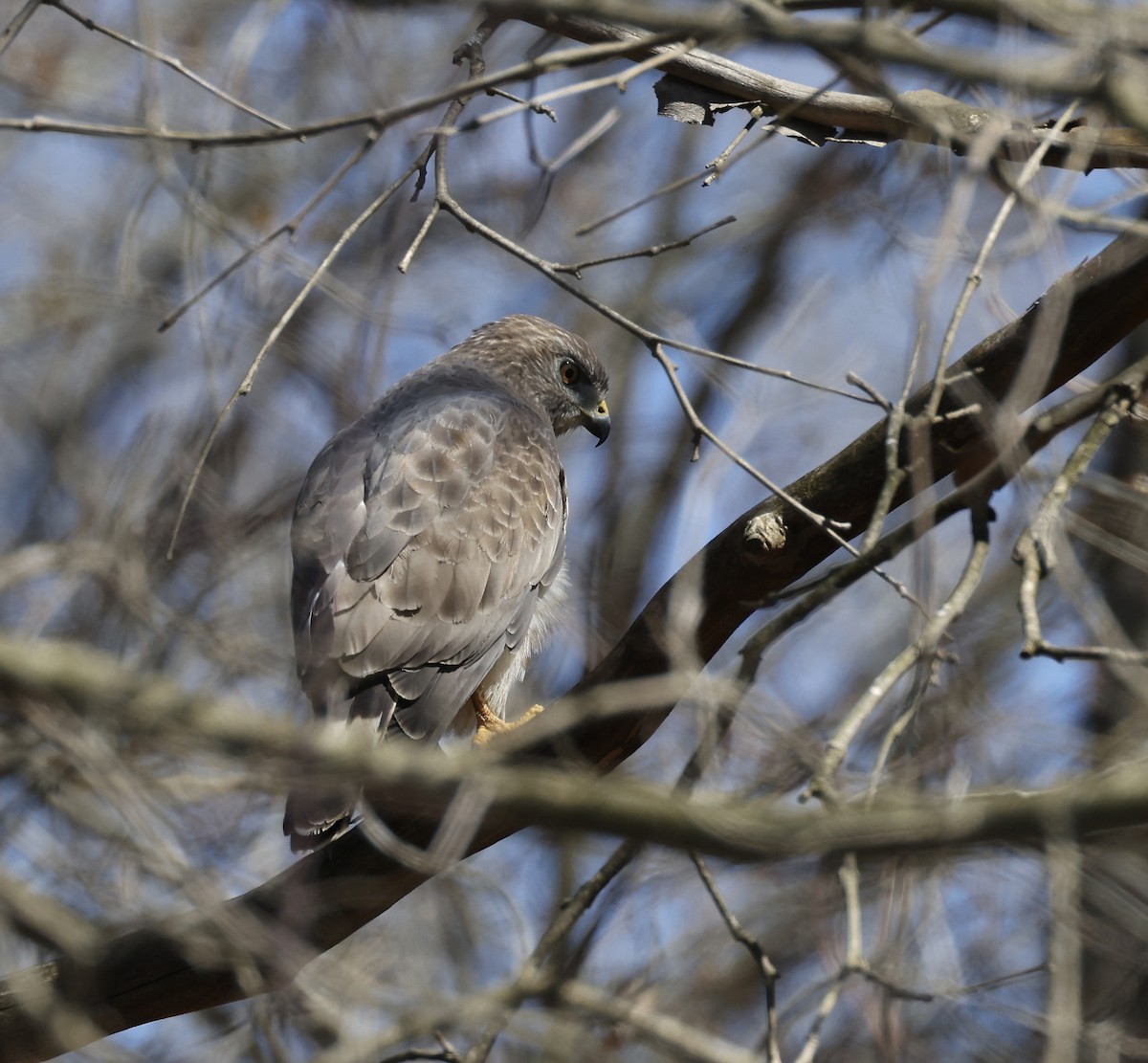 káně širokokřídlá - ML633879945