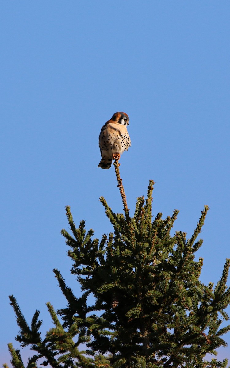 American Kestrel - ML633880070