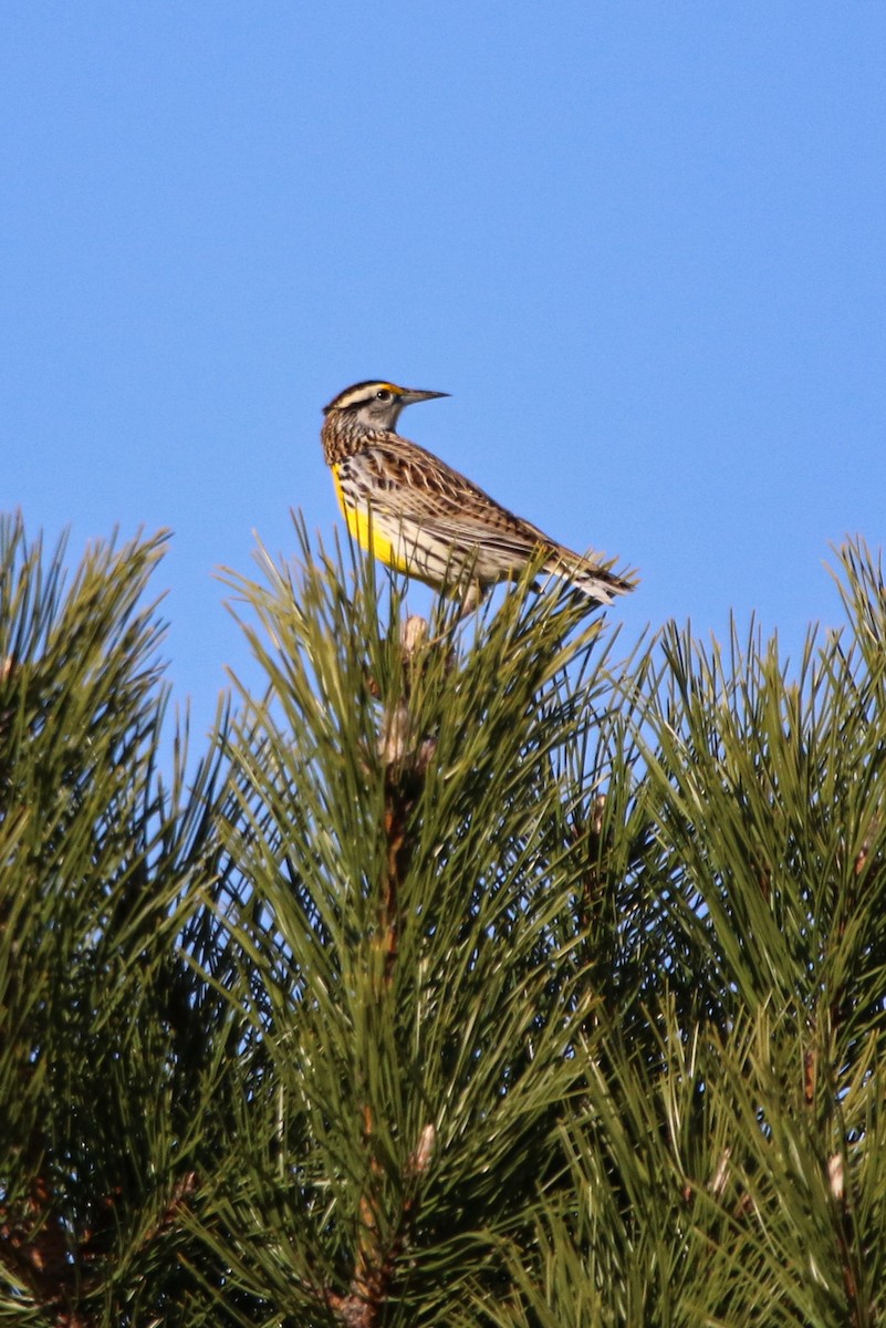 Eastern Meadowlark - ML633880078