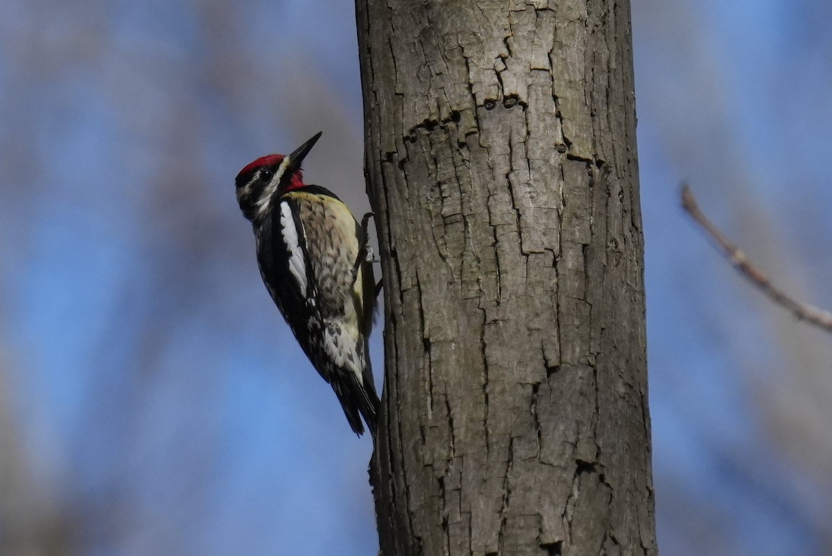 Yellow-bellied Sapsucker - Dwayne Murphy