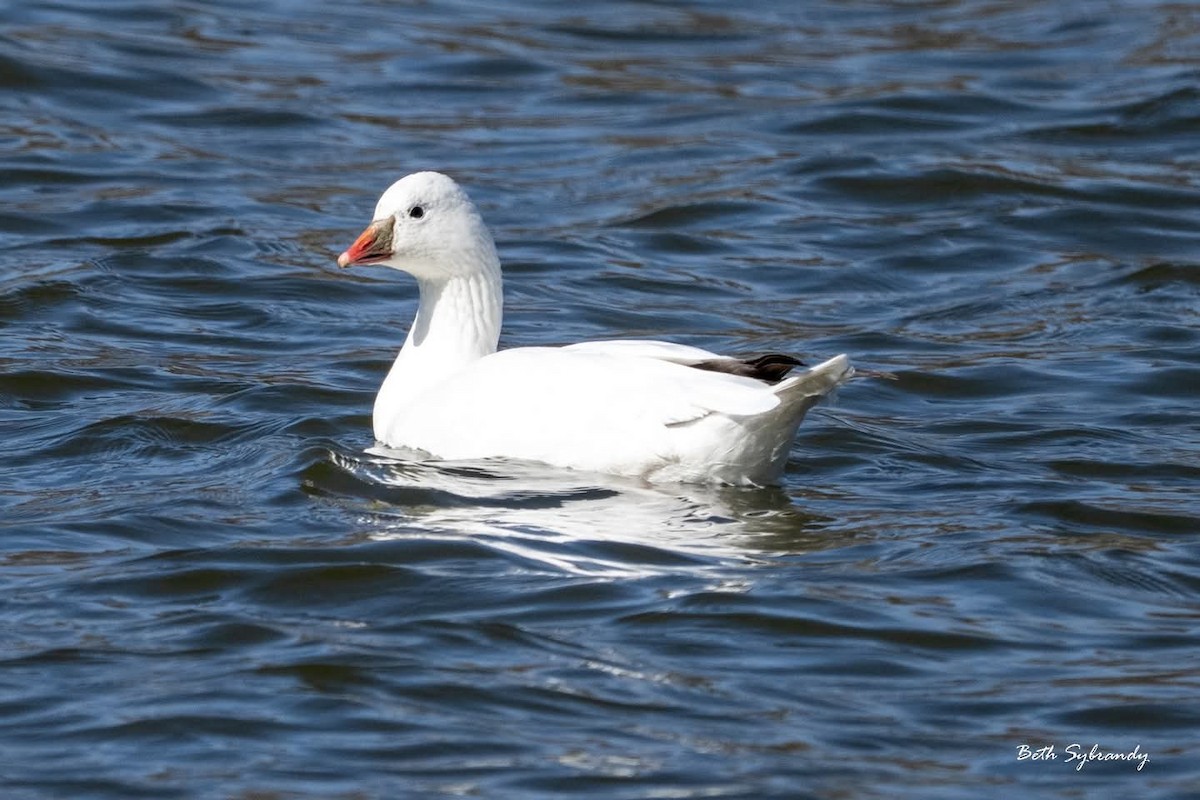 ヒメハクガン - ML633880154