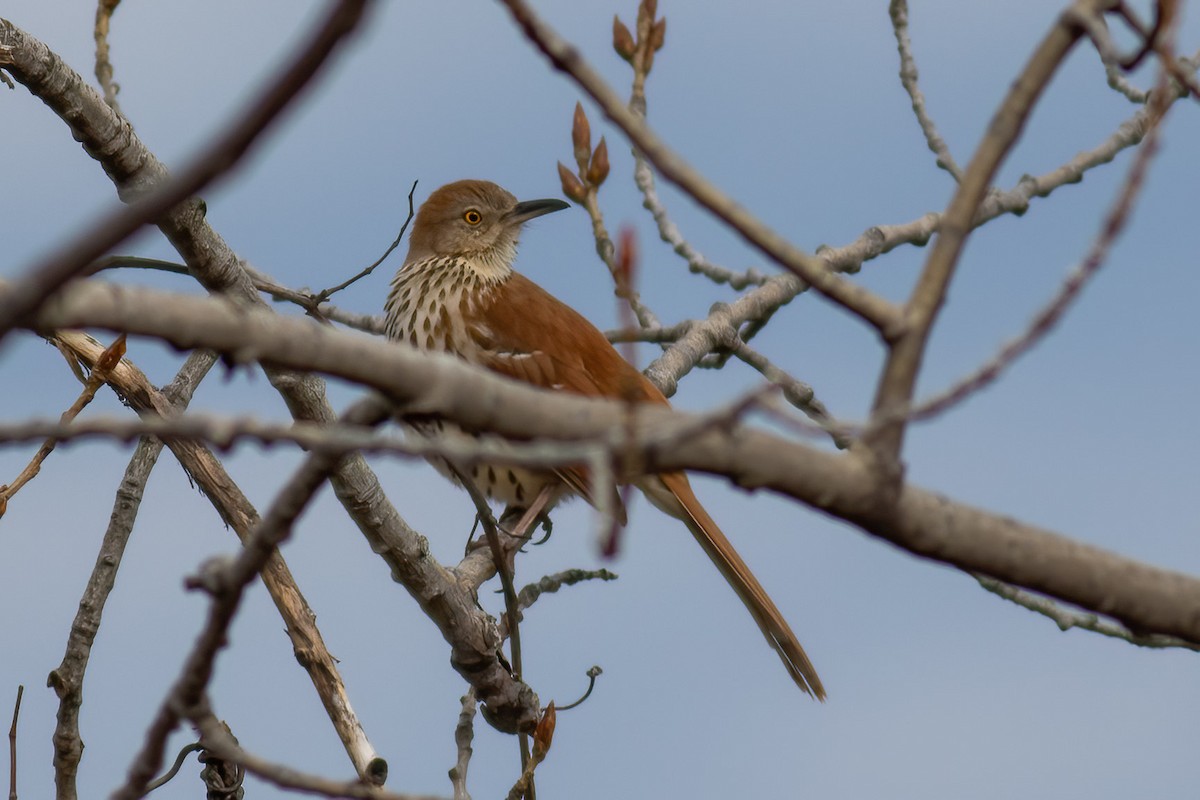 Brown Thrasher - ML633880264