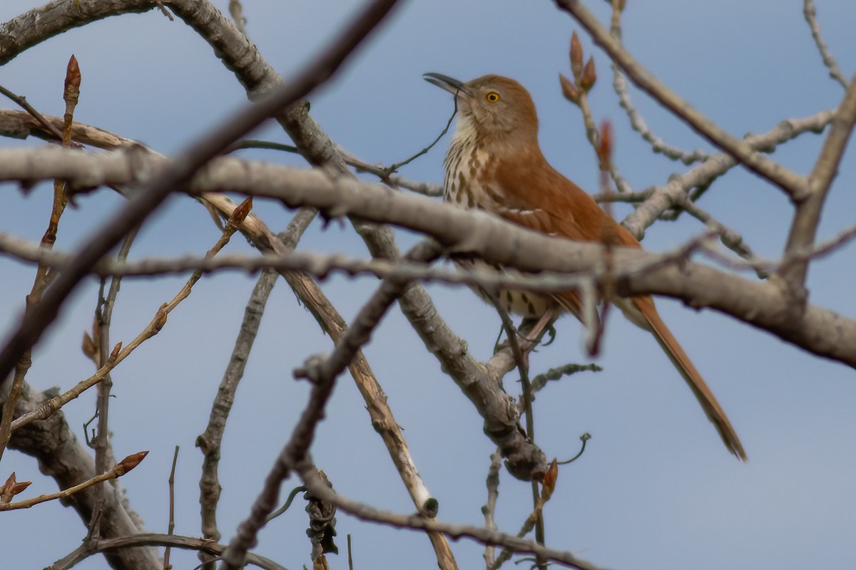 Brown Thrasher - ML633880265
