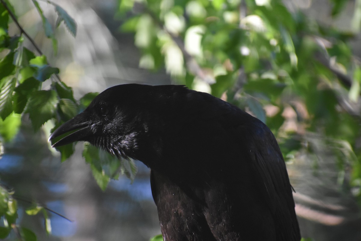 American Crow - ML633880378