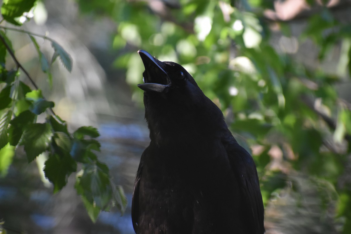 American Crow - ML633880390