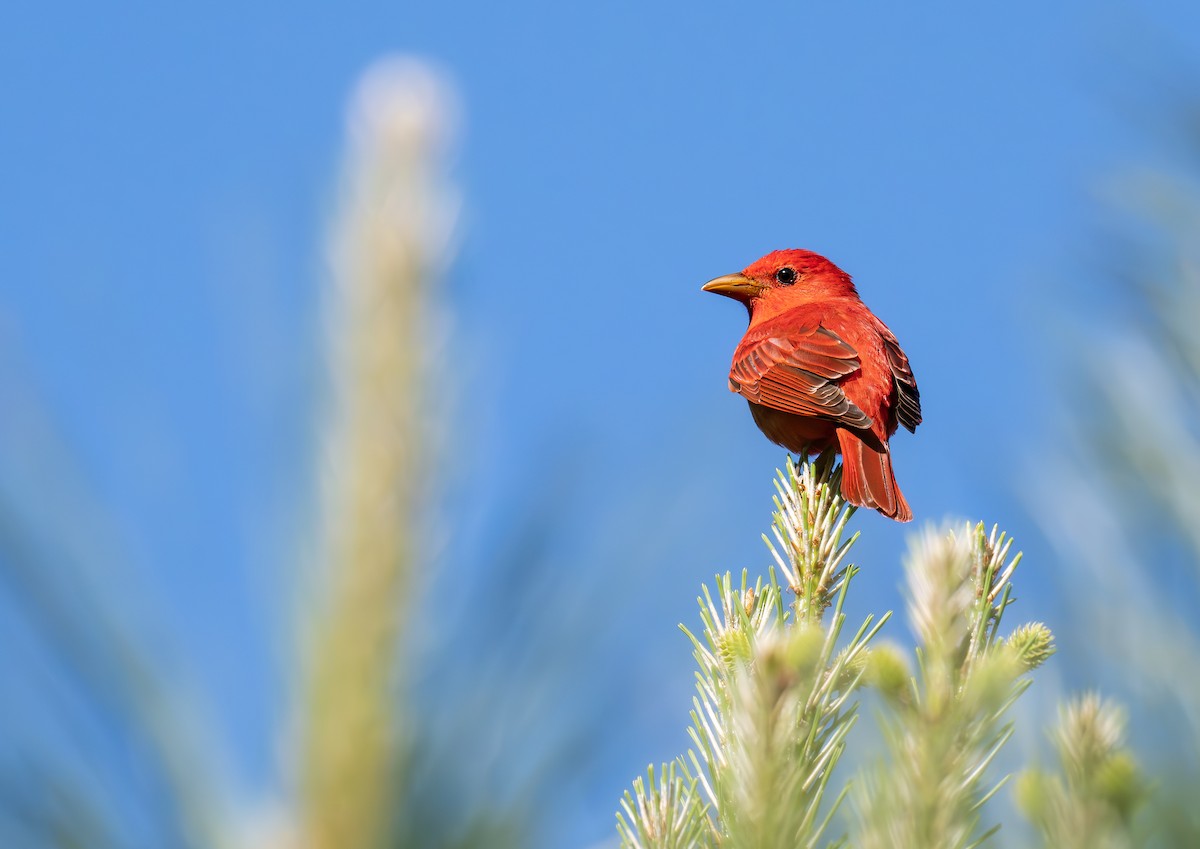 Summer Tanager - ML633880640