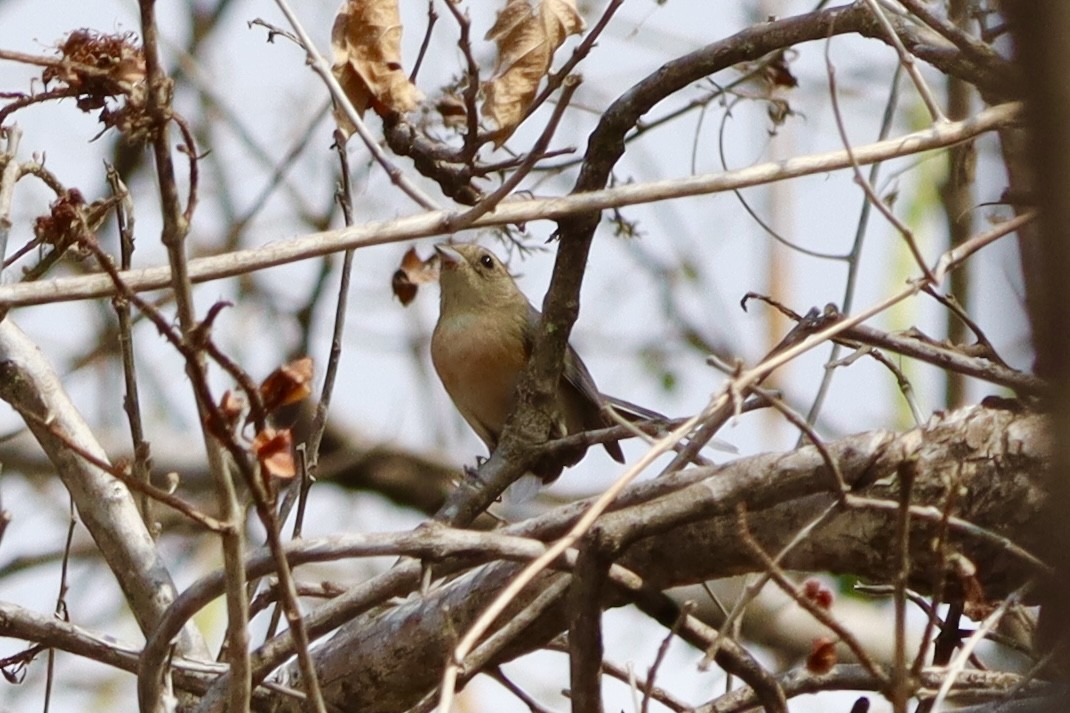 Red-breasted Chat - ML633880644
