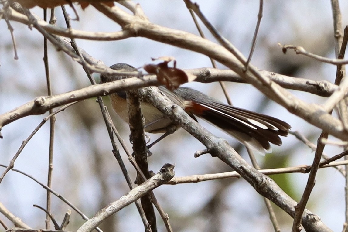 Red-breasted Chat - ML633880645