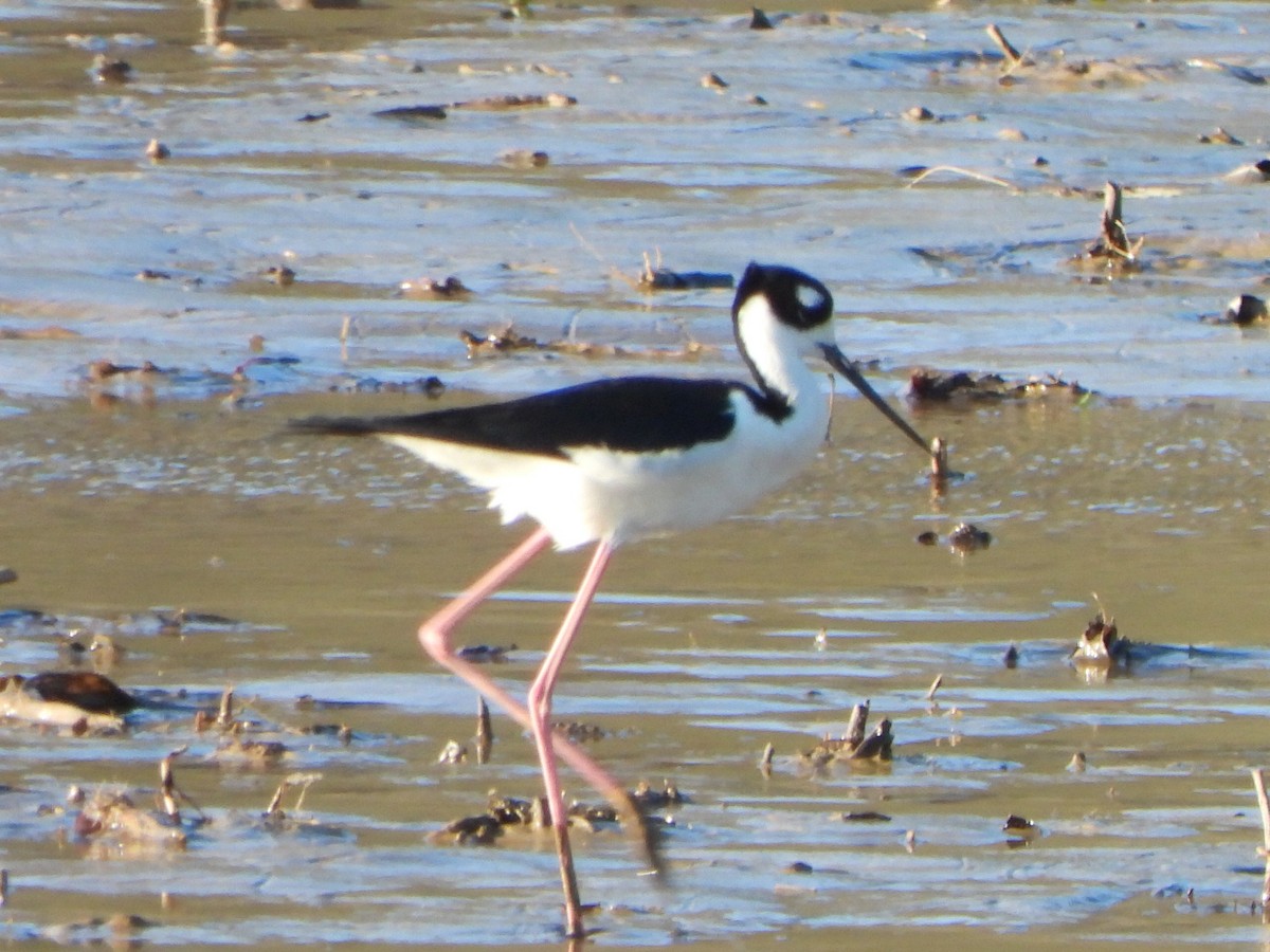 Black-necked Stilt - ML633880682