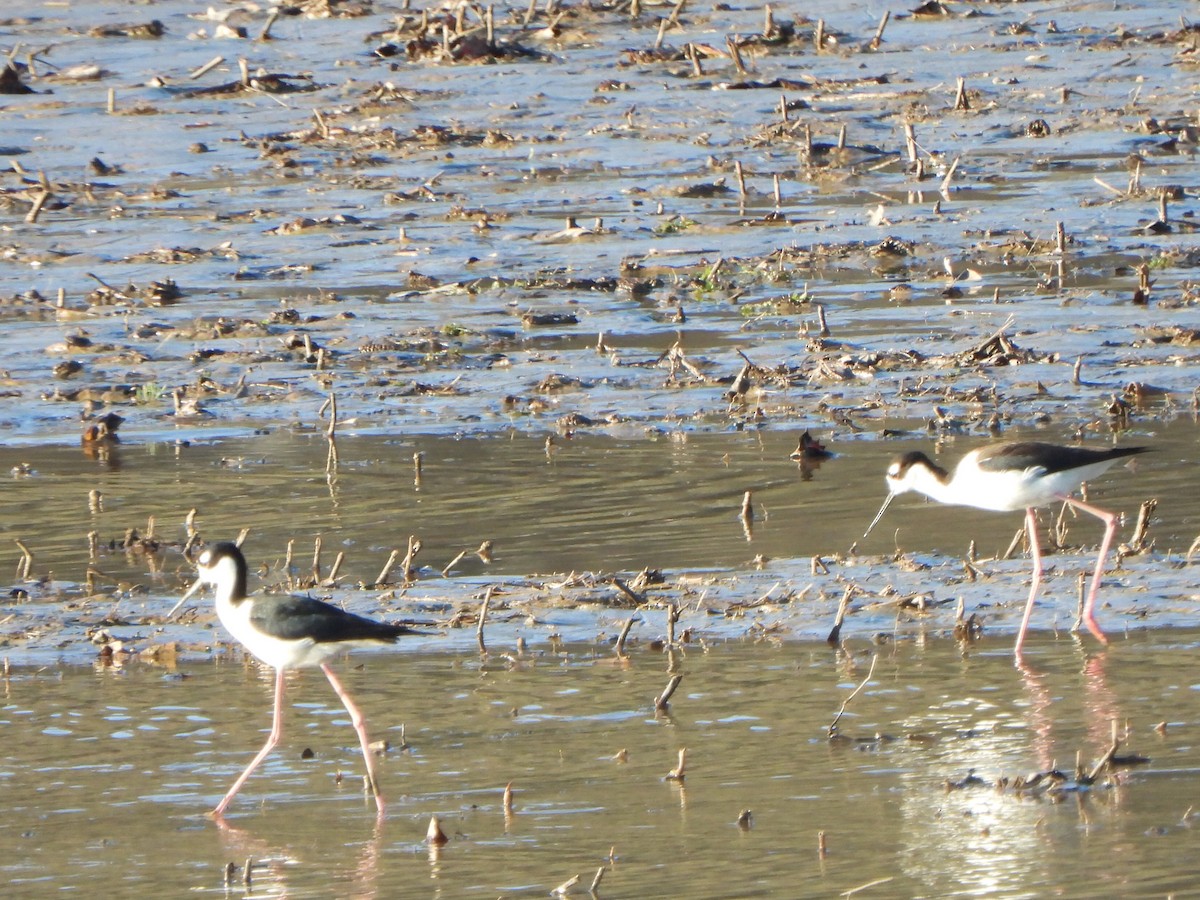 Black-necked Stilt - ML633880705