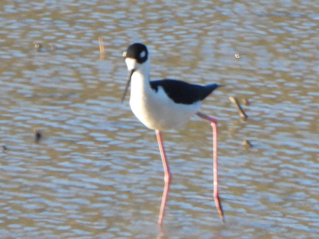 Black-necked Stilt - ML633880721
