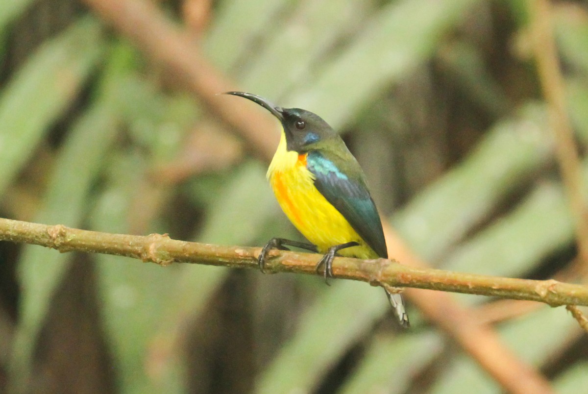 Lina's Sunbird - ML633880865