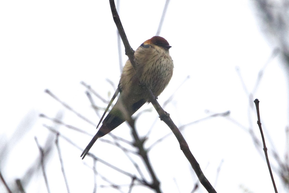 Greater Striped Swallow - ML633881019