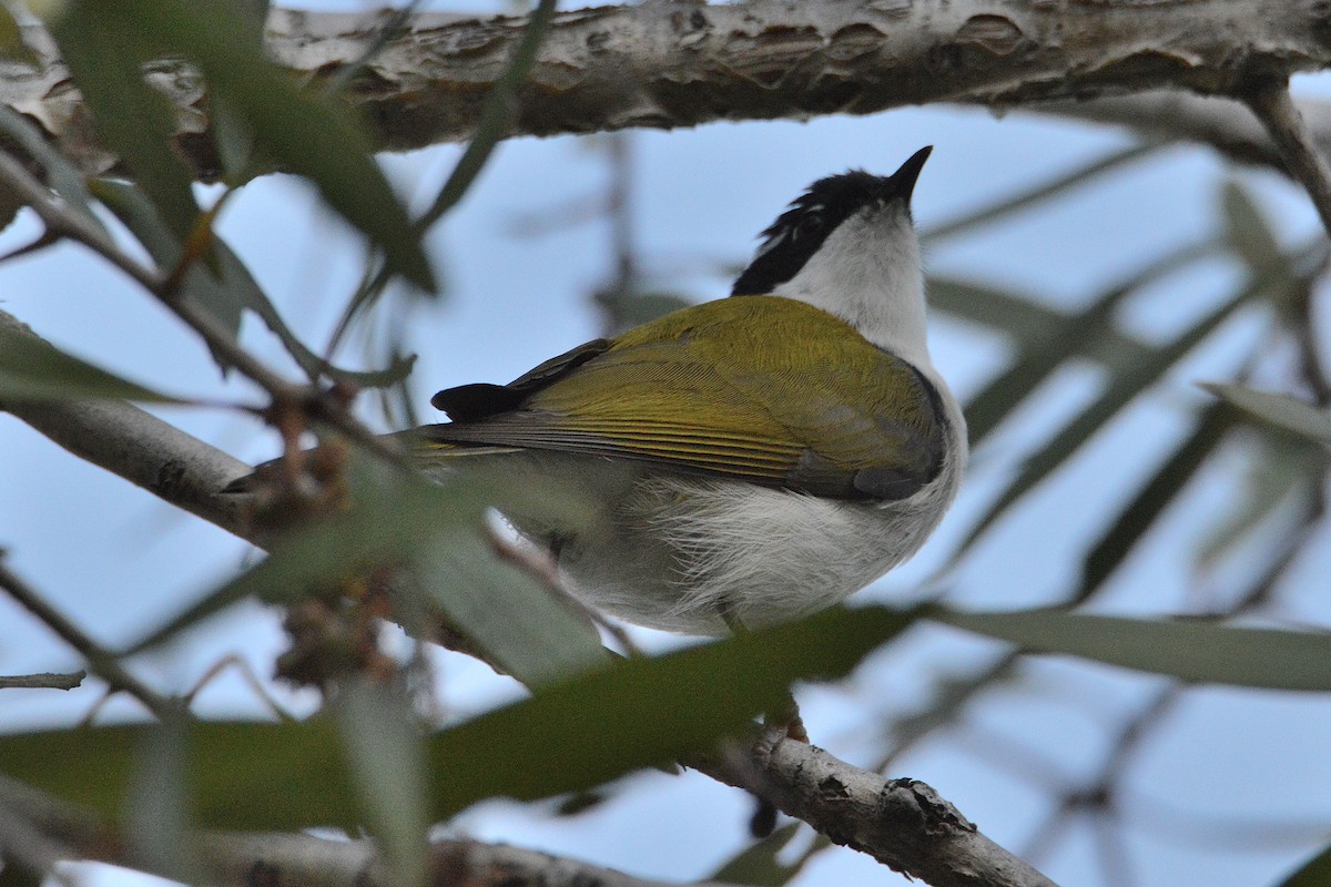 White-throated Honeyeater - ML633881133