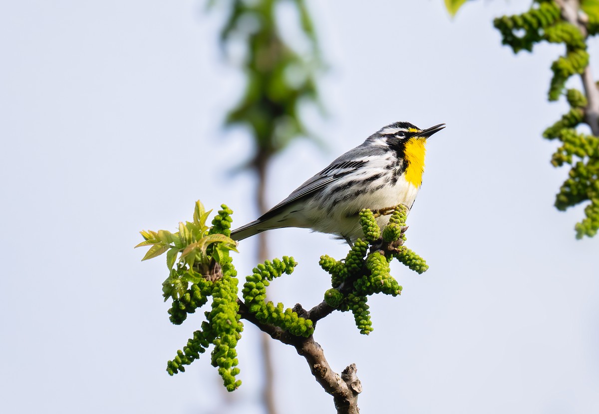 Yellow-throated Warbler - ML633881160