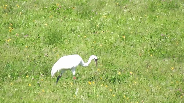 Whooping Crane - ML633881184