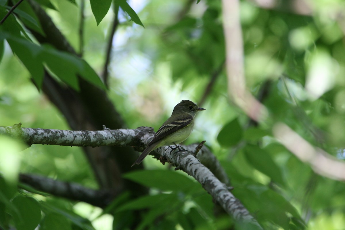 Acadian Flycatcher - ML633881289